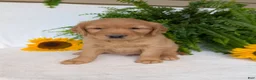 Golden Retriever dogs for sale: Commet - Ad 4