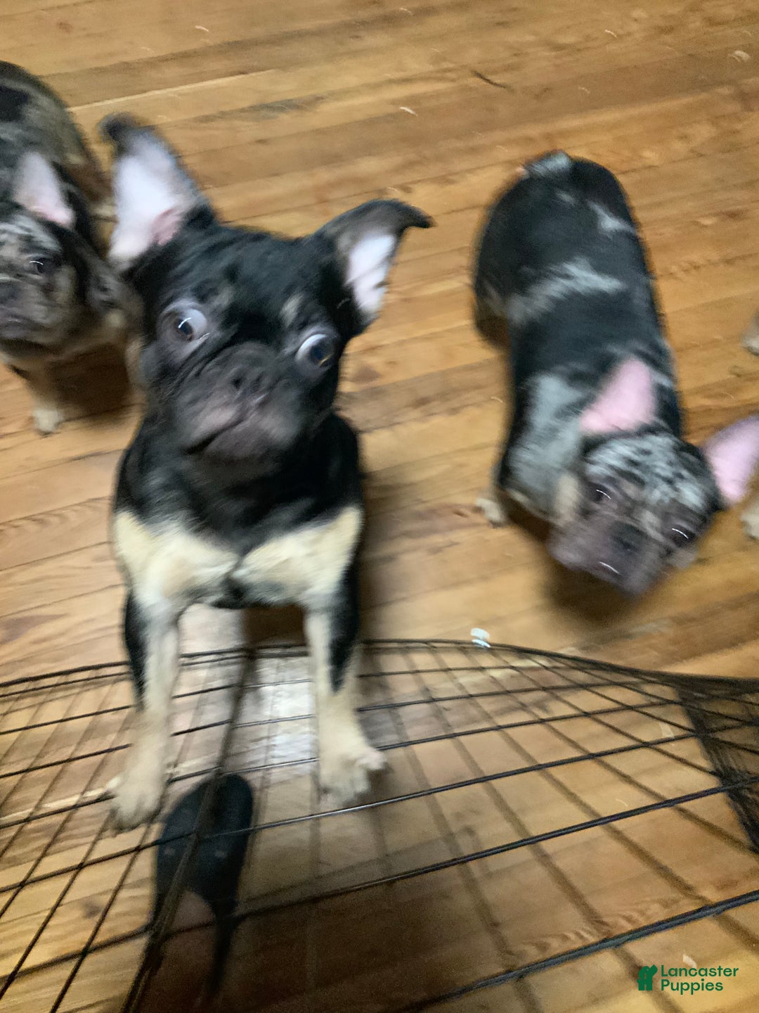 French Bulldog dogs for sale: Night  - Ad 4