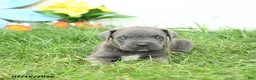 Cane Corso dogs for sale: Raven - Ad 4