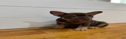 French Bulldog dogs for sale: Purps - Ad 5