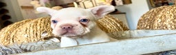 French Bulldog dogs for sale: Freddie - Ad 4