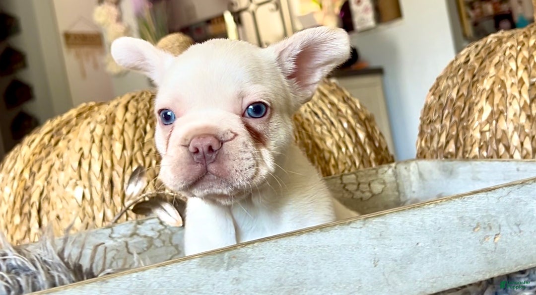 French Bulldog dogs for sale: Freddie - Ad 4