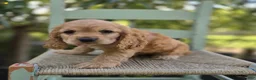 Cocker Spaniel dogs for sale: Kimberly - Ad 4