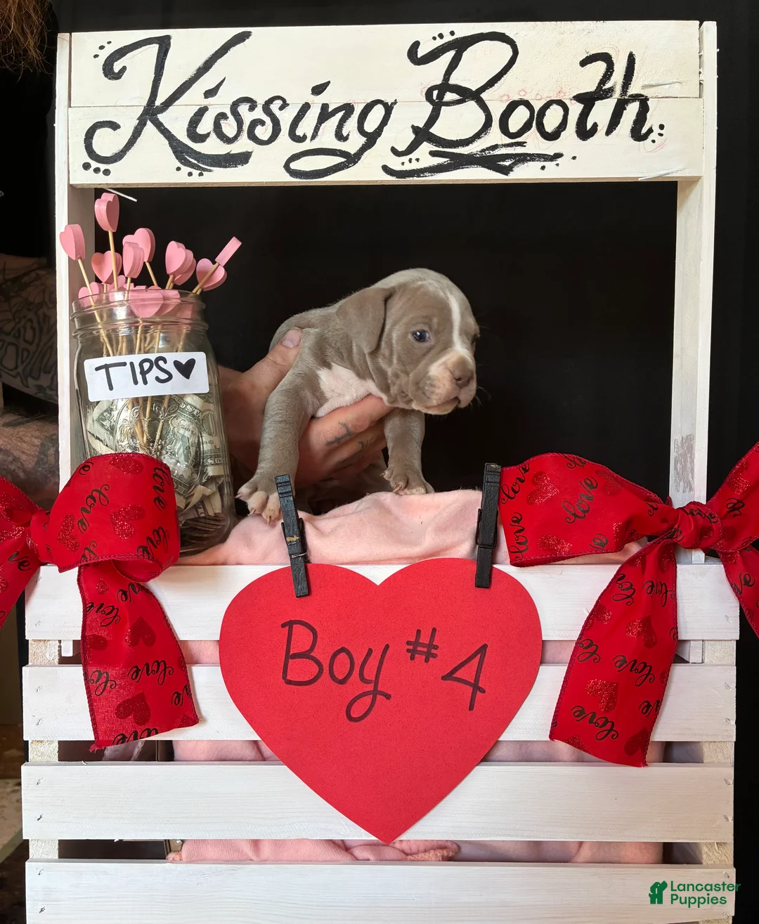 Olde English Bulldogge dogs for sale: Olde English Bulldogge Puppy 4 - Ad 4