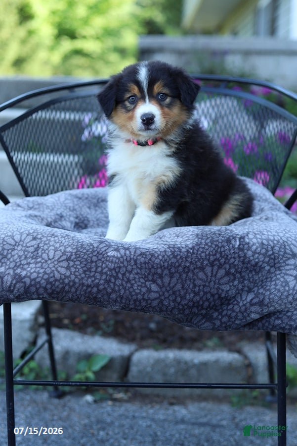 Australian Shepherd dogs Roxy - Ad 2