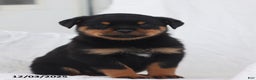Rottweiler dogs for sale: Kinza - Ad 4