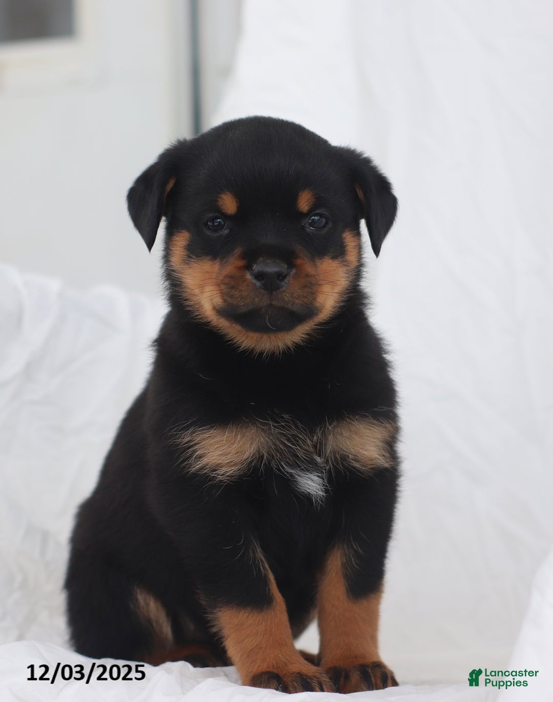 Rottweiler dogs for sale: Kinza - Ad 4