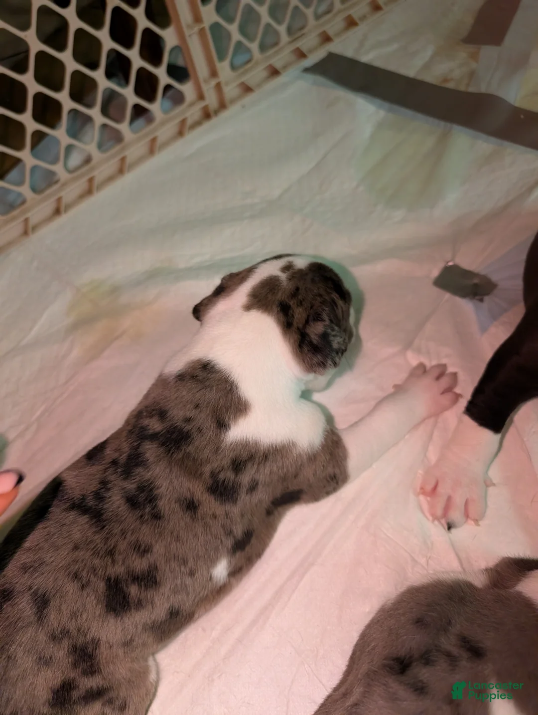 American Pit Bull Terrier dogs for sale: Rocco - Ad 2