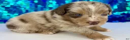 Toy Australian Shepherd dogs for sale: Crimson - Ad 1