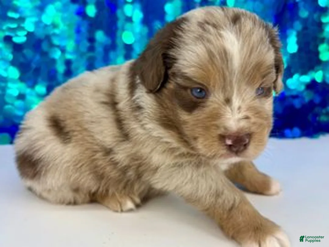Toy Australian Shepherd dogs for sale: Crimson - Ad 1