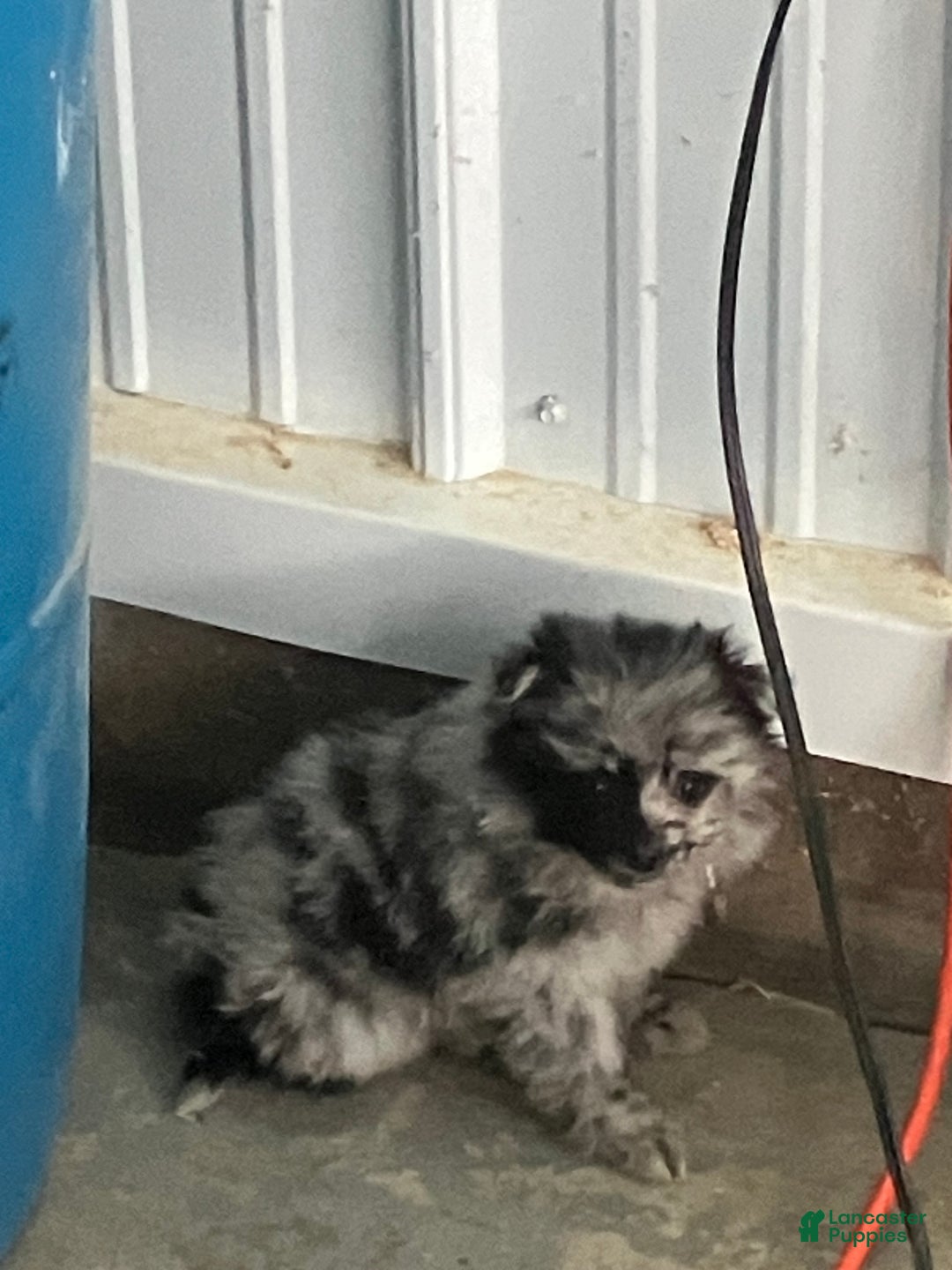 Mixed Breed dogs for sale: Jill - Ad 3