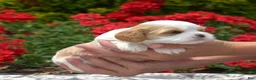 Mixed Breed dogs for sale: Blossom - Ad 3