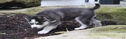 Siberian Husky dogs for sale: Alaska - Ad 4