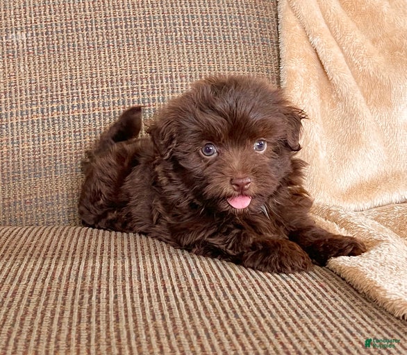 Gallery Image {{count}}