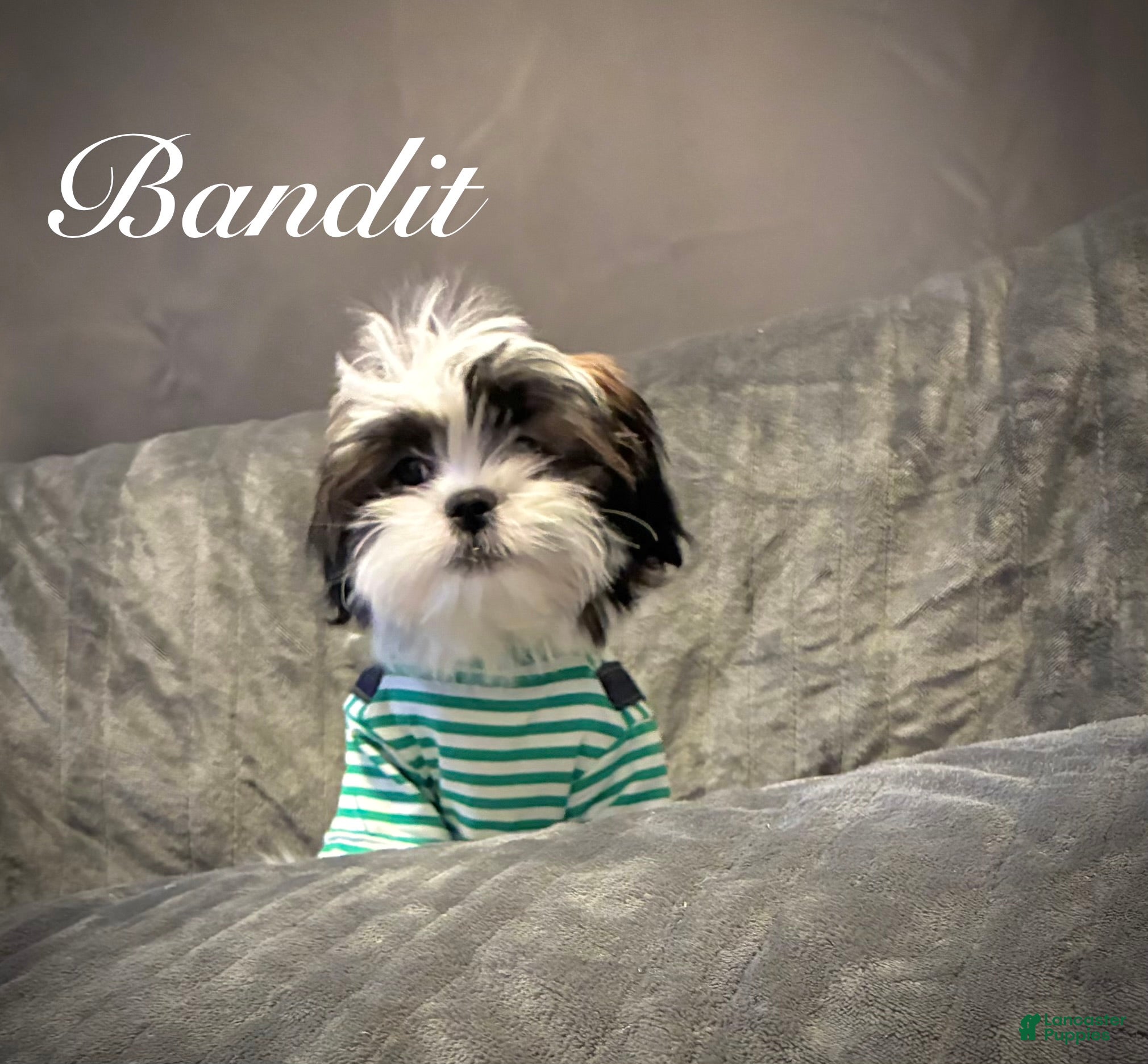 Shih Tzu dogs Bandit  - Ad 2