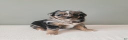 Mixed Breed dogs for sale: Dasher - Ad 4