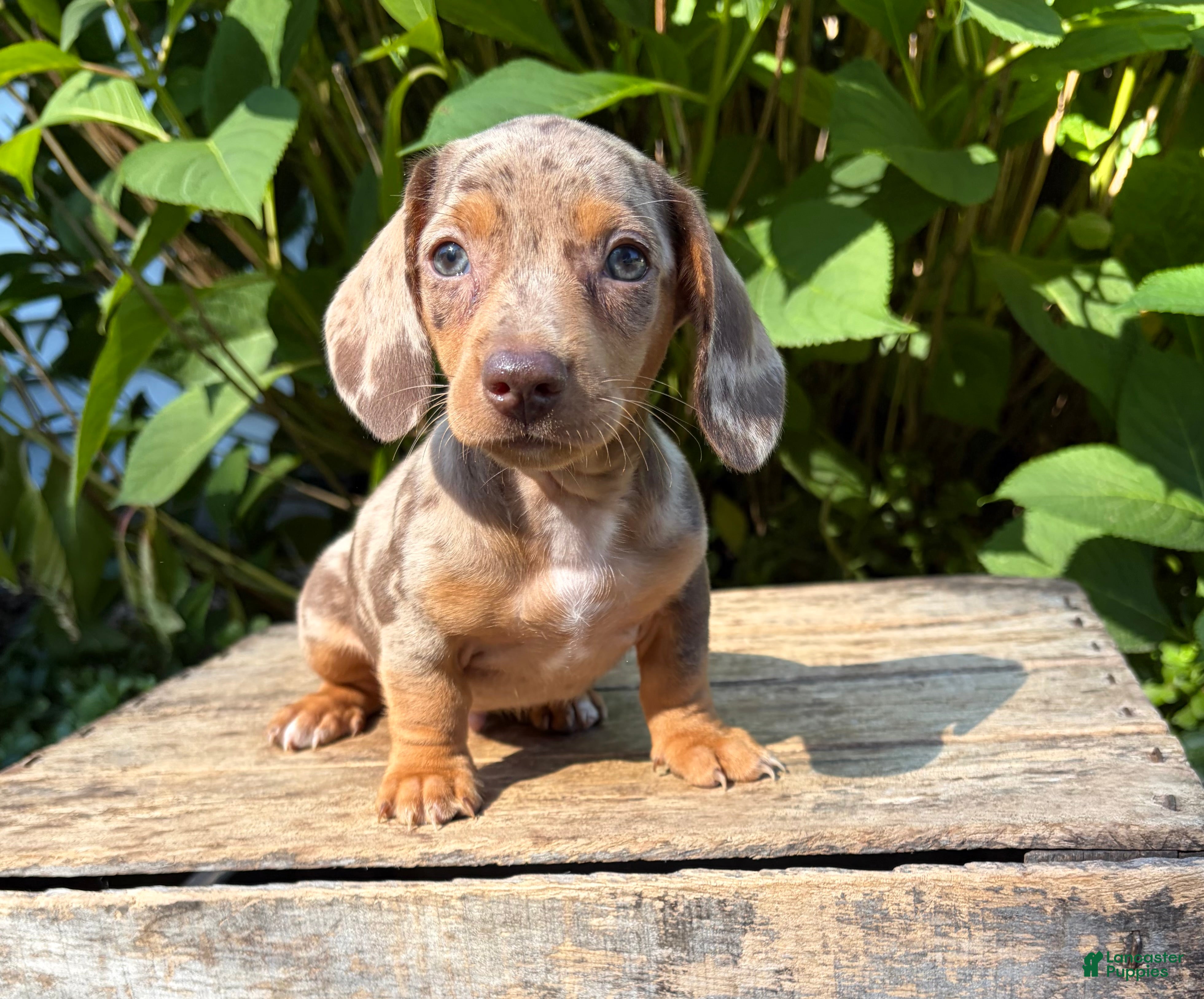 Dachshund dogs Fizzle - Ad 1