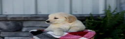 Golden Retriever dogs for sale: Bennett - Ad 10