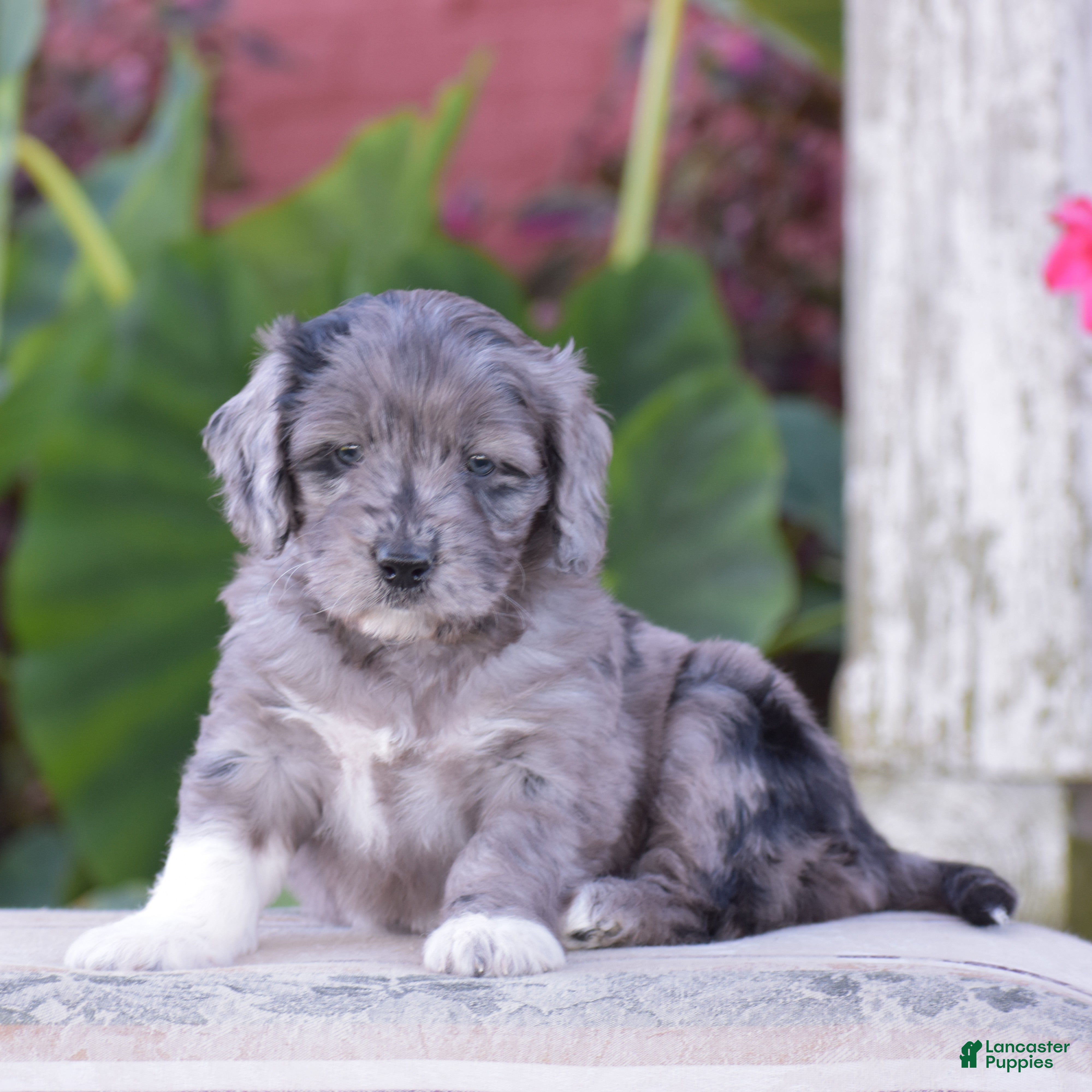 Mini Goldendoodle dogs Harmony - Ad 2