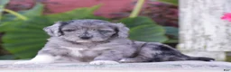 Mini Goldendoodle dogs for sale: Harmony - Ad 7