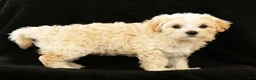 Maltipoo dogs for sale: Angie - Ad 5