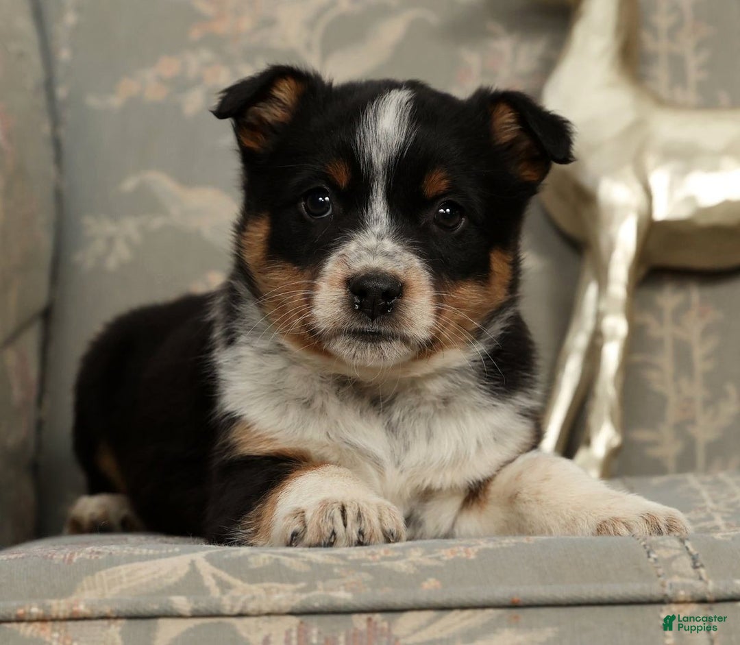 Australian Shepherd dogs for sale: Stella - Ad 10