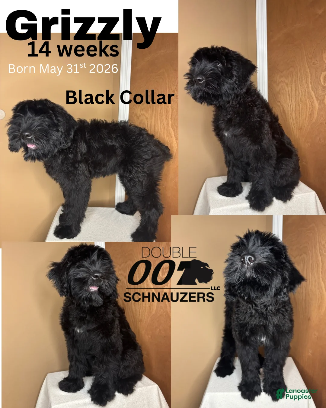Giant Schnauzer dogs for sale: Grizzly - Ad 1