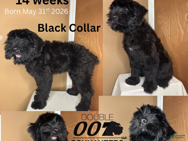 Giant Schnauzer dogs for sale: Grizzly - Ad 1