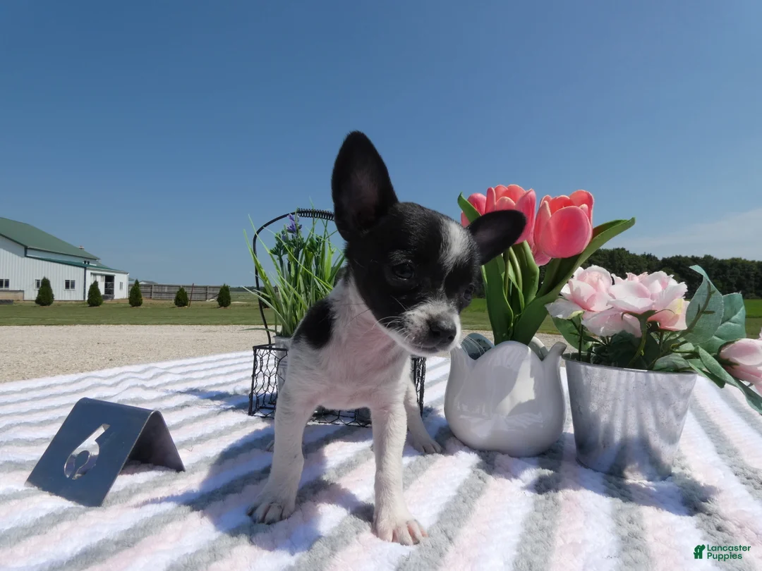 Chihuahua dogs for sale: Chihuahua 6 Lana - Ad 2