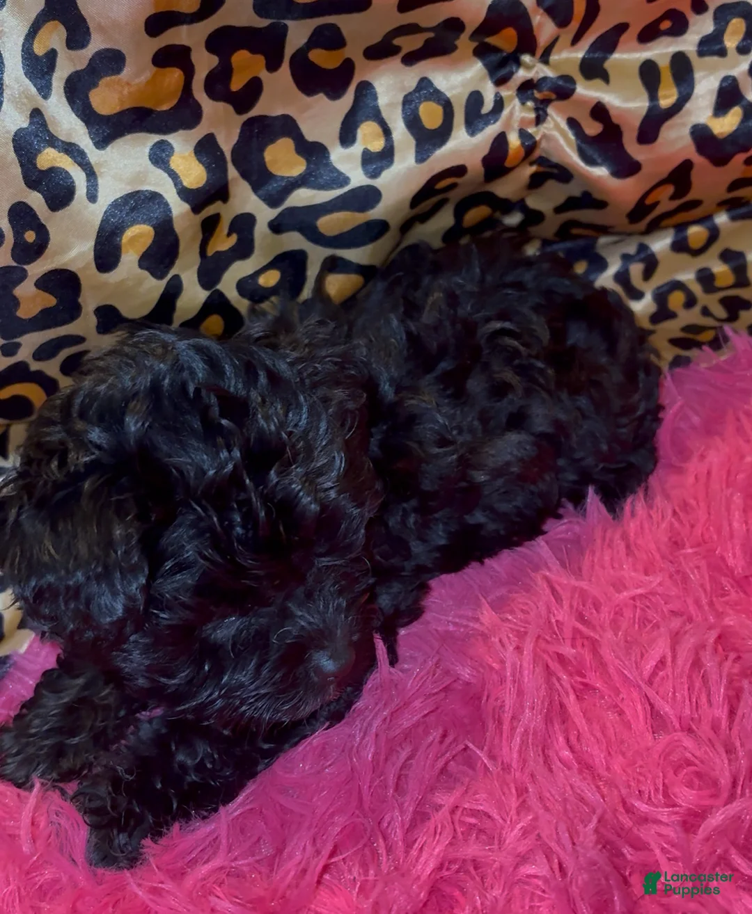 Maltipoo dogs for sale: Mango 🥭  - Ad 2