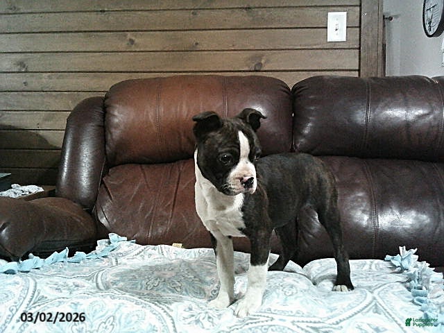 Boston Terrier dogs Hailey - Ad 2