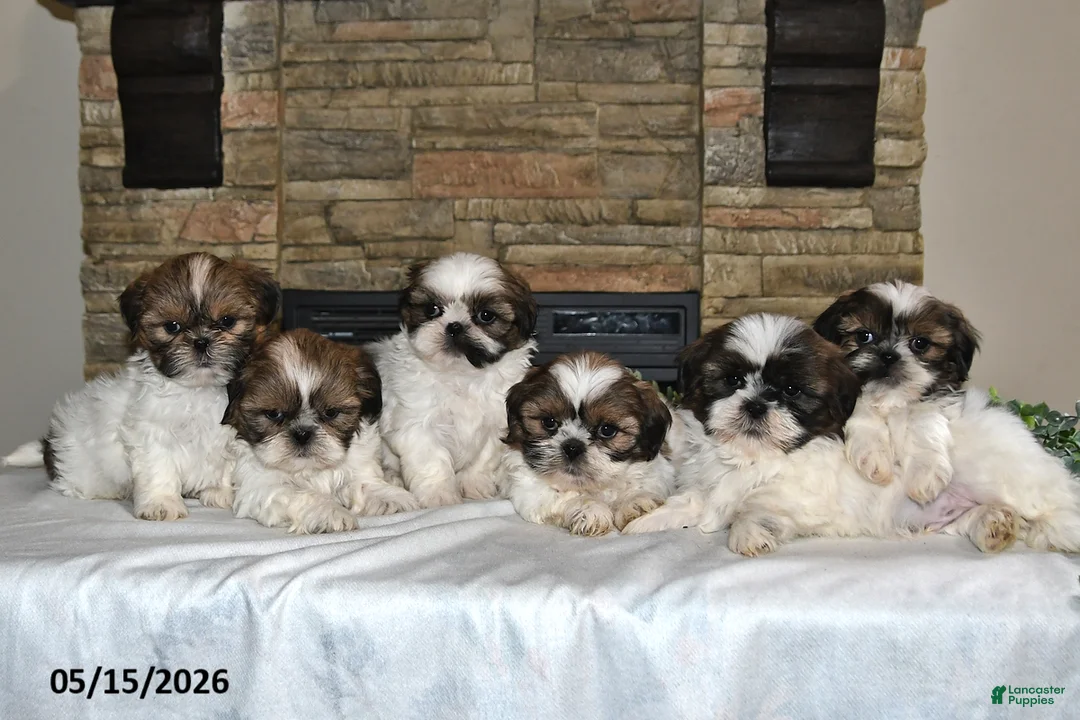 Shih Tzu dogs for sale: Tiffany - Ad 5