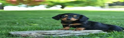 Miniature Dachshund dogs for sale: Creamsicle - Ad 3