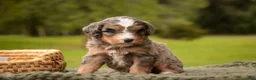 Mini Bernedoodle dogs for sale: Barley F1 Mini Bernedoodle  - Ad 5