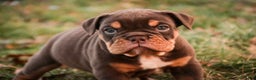 English Bulldog dogs for sale: Glamour - Ad 9
