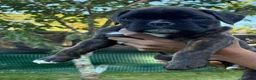 Boxer dogs for sale: Colonia - Ad 11