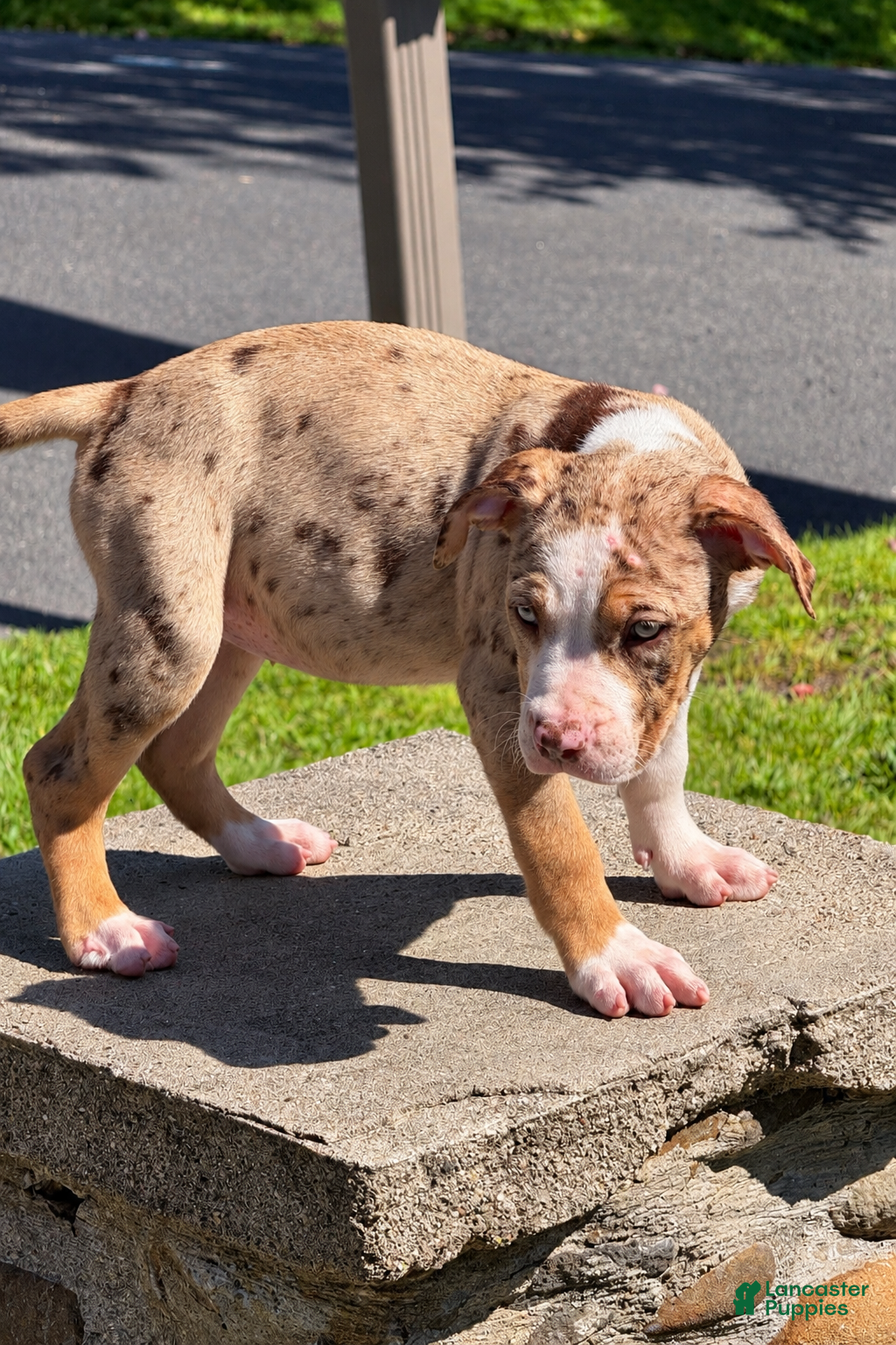 American Bully dogs The Olsen Twins / Ashley  - Ad 1