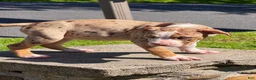 American Bully dogs for sale: The Olsen Twins / Ashley  - Ad 1