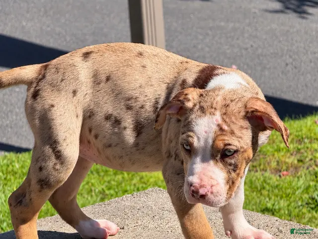 American Bully dogs for sale: The Olsen Twins / Ashley - Ad 1