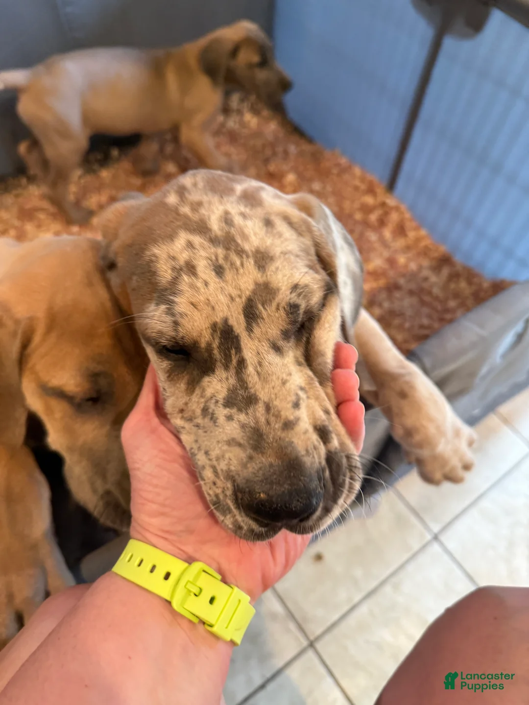 Great Dane dogs for sale: Great Dane 1 - Ad 1