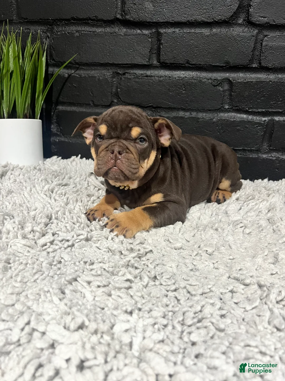 English Bulldog dogs for sale: Rose - Ad 1