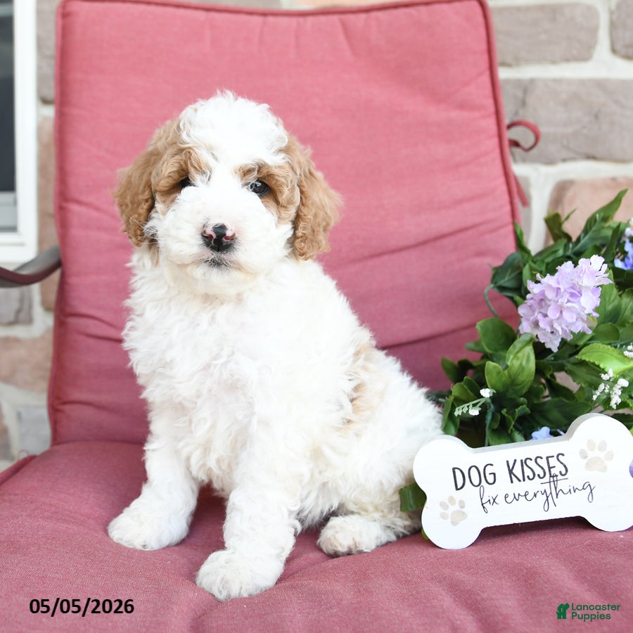 Miniature Poodle dogs Linny - Ad 2
