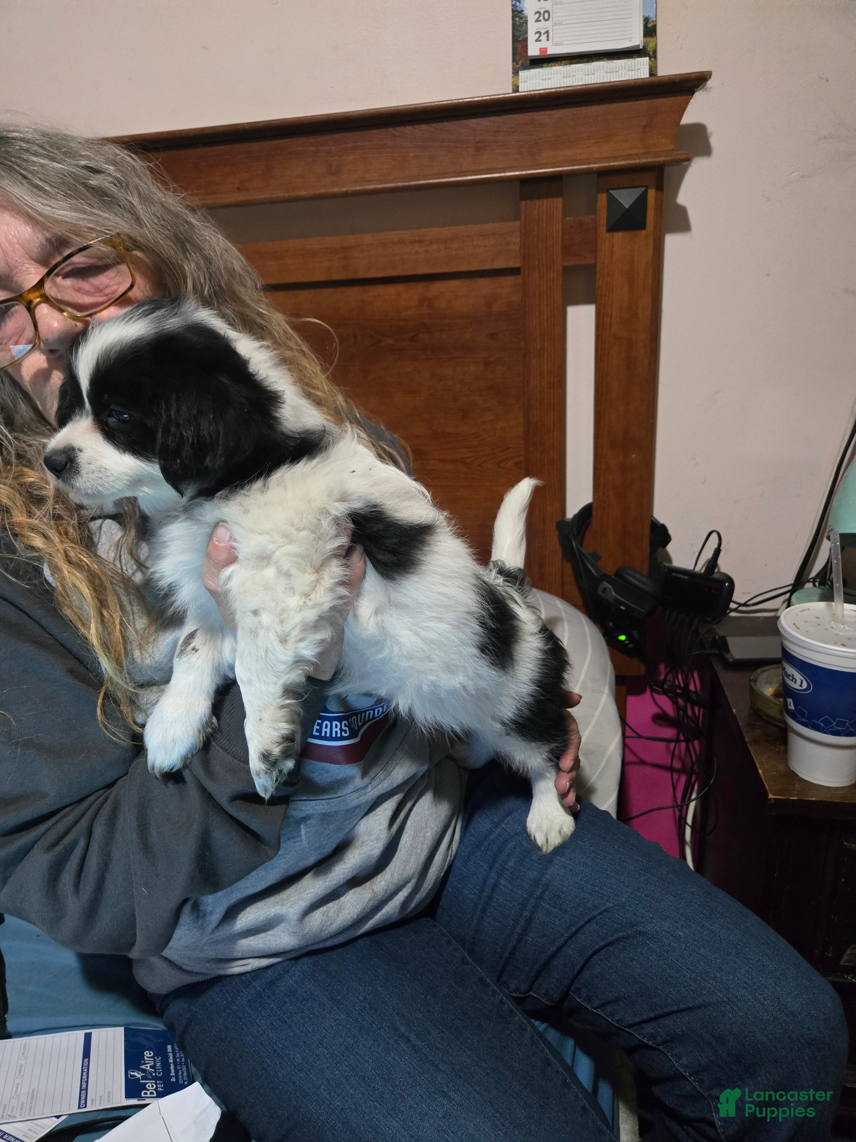 Mixed Breed dogs Mixed Breed Puppy 1 - Ad 26