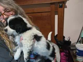 Mixed Breed dogs Mixed Breed Puppy 1 - Ad 26