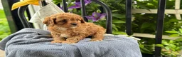 Cavapoo dogs for sale: Judd - Ad 5