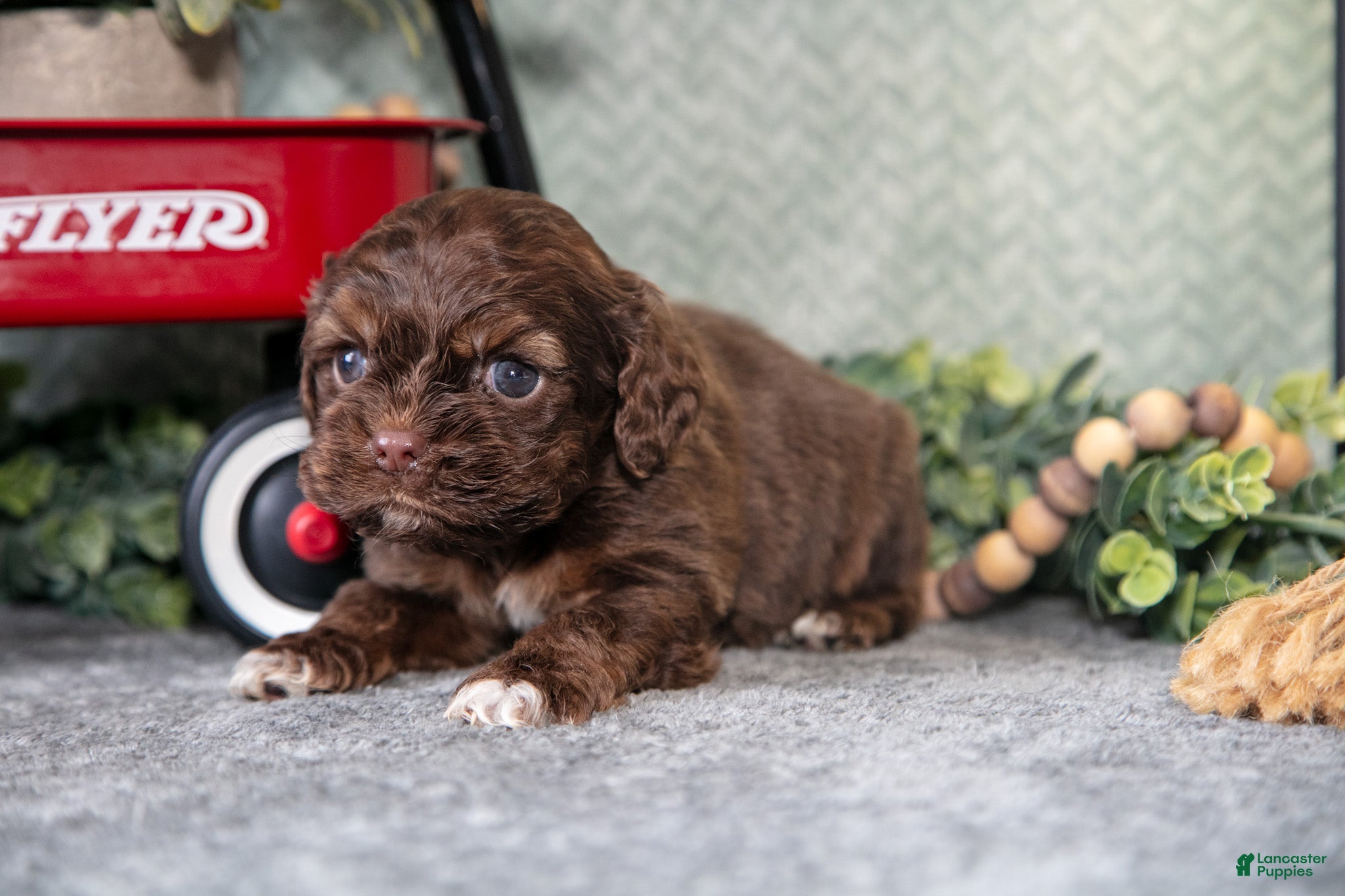 Cocker Spaniel dogs Murry - Ad 2