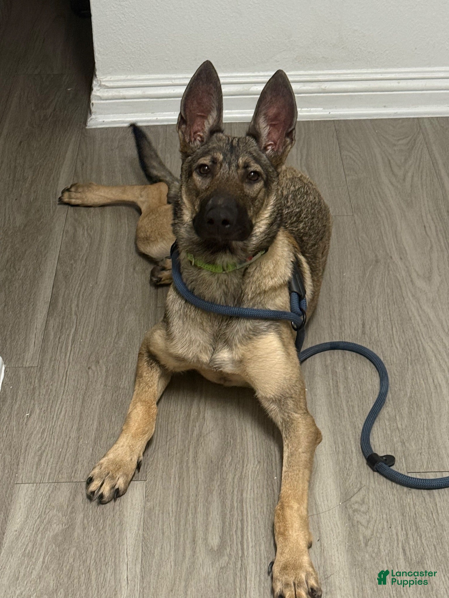Belgian Malinois dogs Belgian Malinois 1 - Ad 1