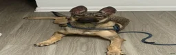Belgian Malinois dogs for sale: Belgian Malinois 1 - Ad 1