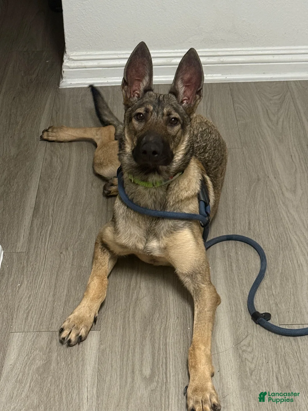Belgian Malinois dogs for sale: Belgian Malinois 1 - Ad 1
