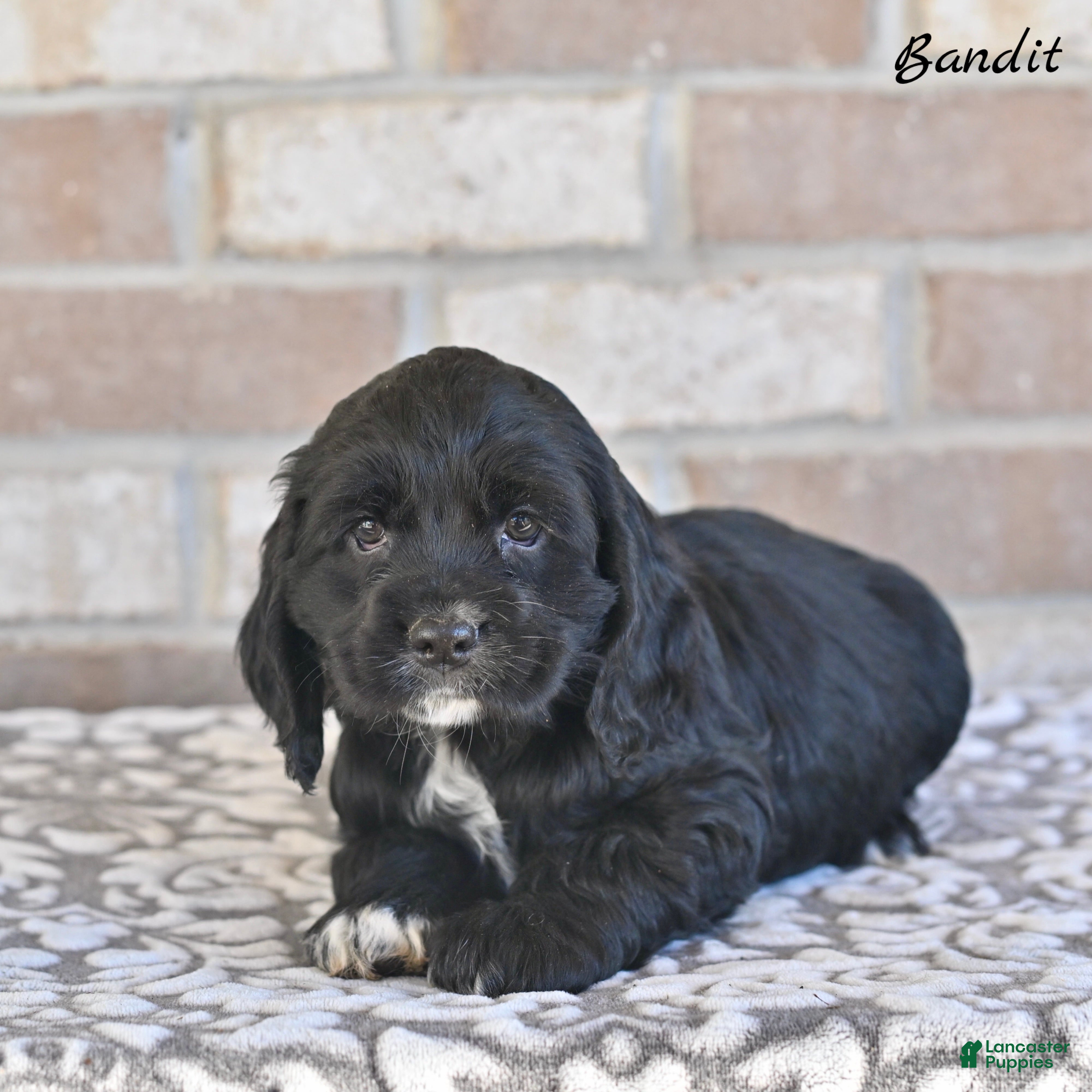 Cocker Spaniel dogs Bandit - Ad 1